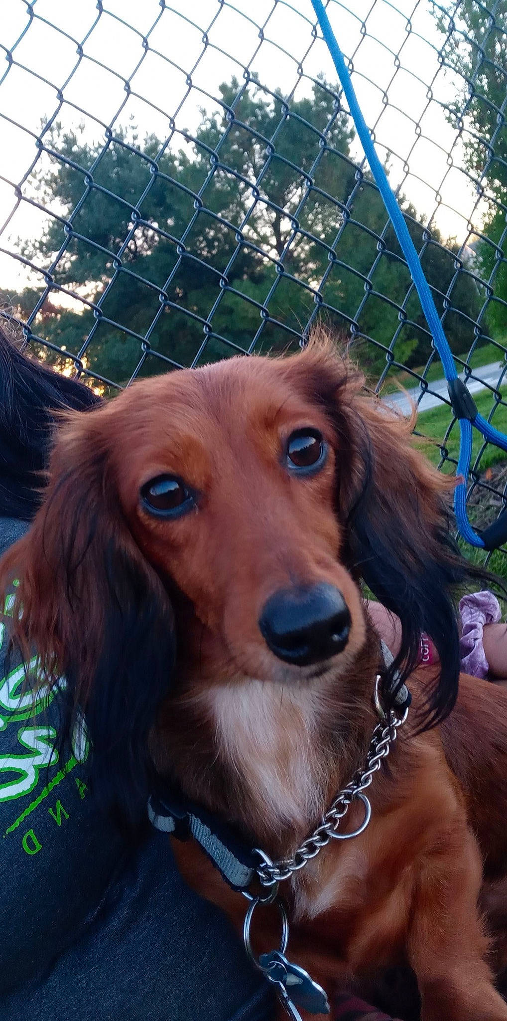 Brandy joined the competition — help win amazing prizes! canidae, carnivore, collar, companion_dog, dog, dog_breed, dog_collar, dog_supply, electric_blue, fawn, fence, fur, liver, mesh, pet_supply, snout, sporting_group, whiskers, working_animal