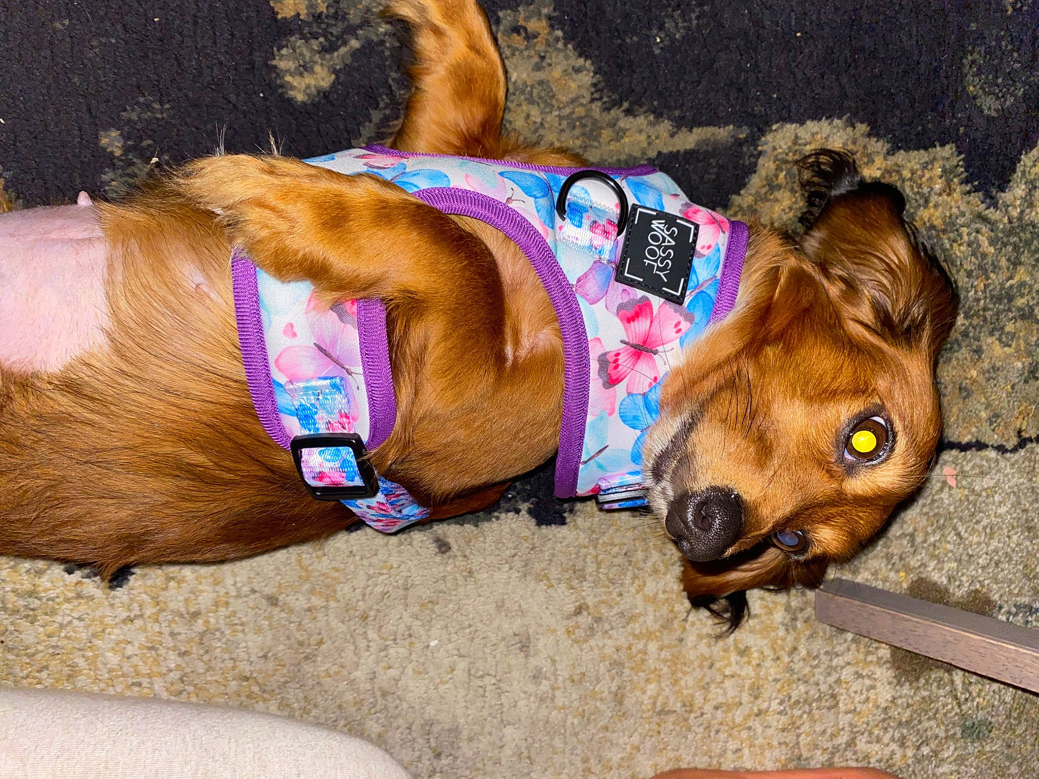 Brandy is registered to the contest to win money with this photo: canidae, carnivore, collar, companion_dog, dog, dog_breed, dog_collar, dog_supply, electric_blue, fashion_accessory, fawn, fur, leash, liver, natural_material, pet_supply, snout, sporting_group, terrestrial_animal, working_animal