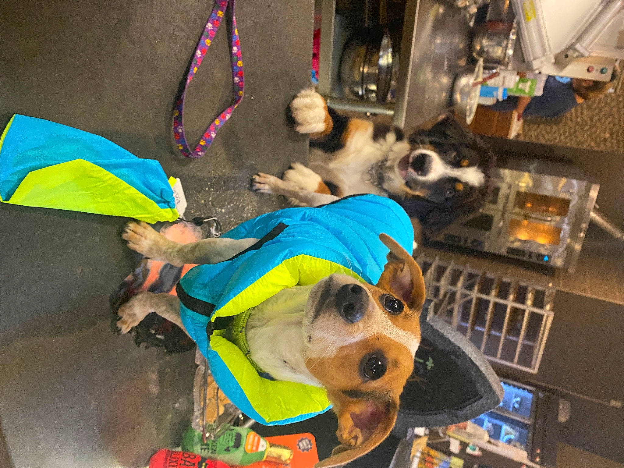 Karl is registered to the contest to win money with this photo: audio_equipment, canidae, carnivore, companion_dog, costume, dog, dog_breed, dog_clothes, dog_supply, event, eyewear, fashion_accessory, fawn, fun, fur, personal_protective_equipment, recreation, snout, sporting_group, working_animal