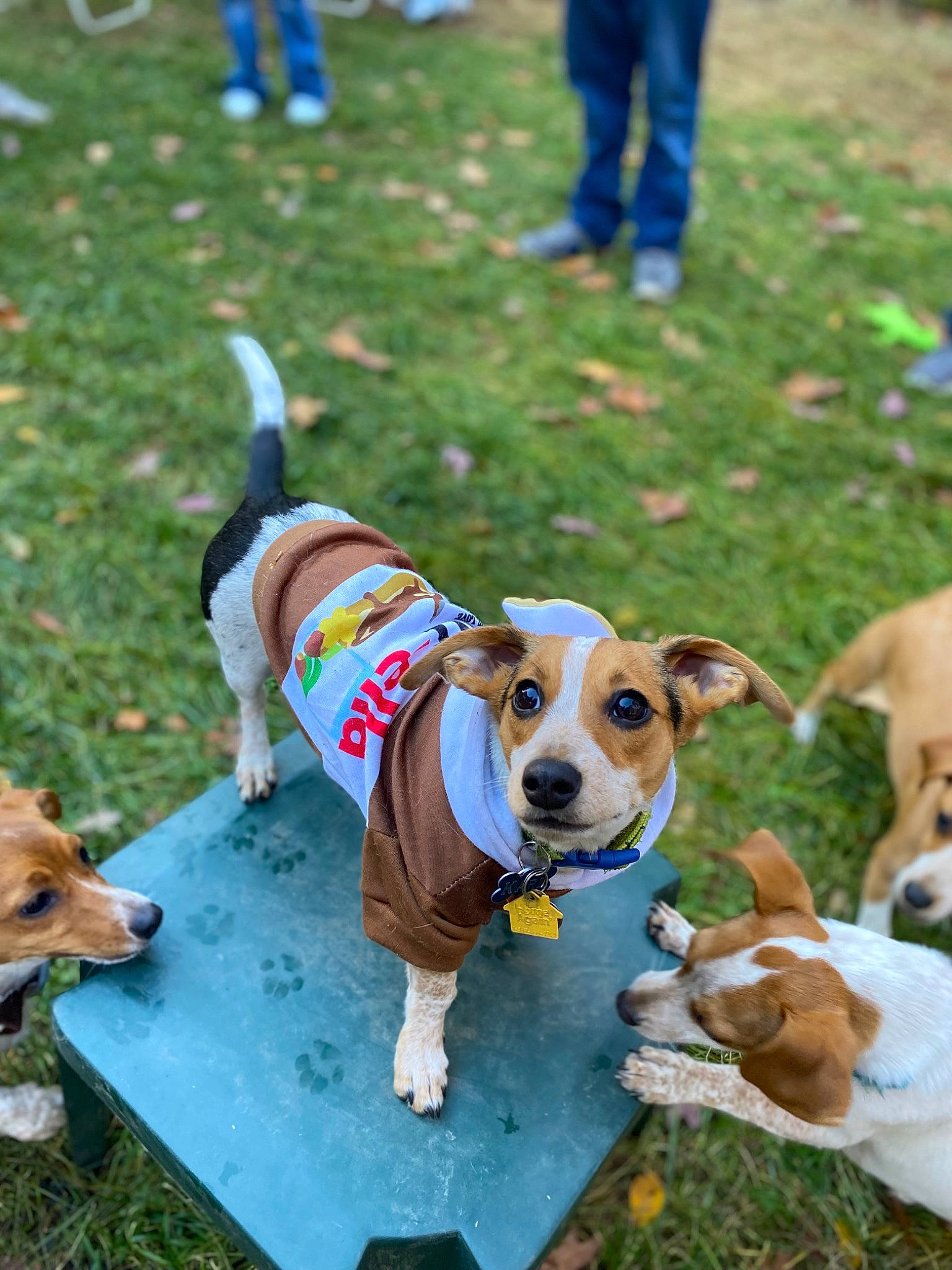 Karl is registered to the contest to win money with this photo: beagle, canidae, carnivore, collar, companion_dog, dog, dog_breed, dog_clothes, dog_collar, dog_supply, fawn, grass, hound, leash, monoplane, pet_supply, plant, scent_hound, sporting_group, working_animal