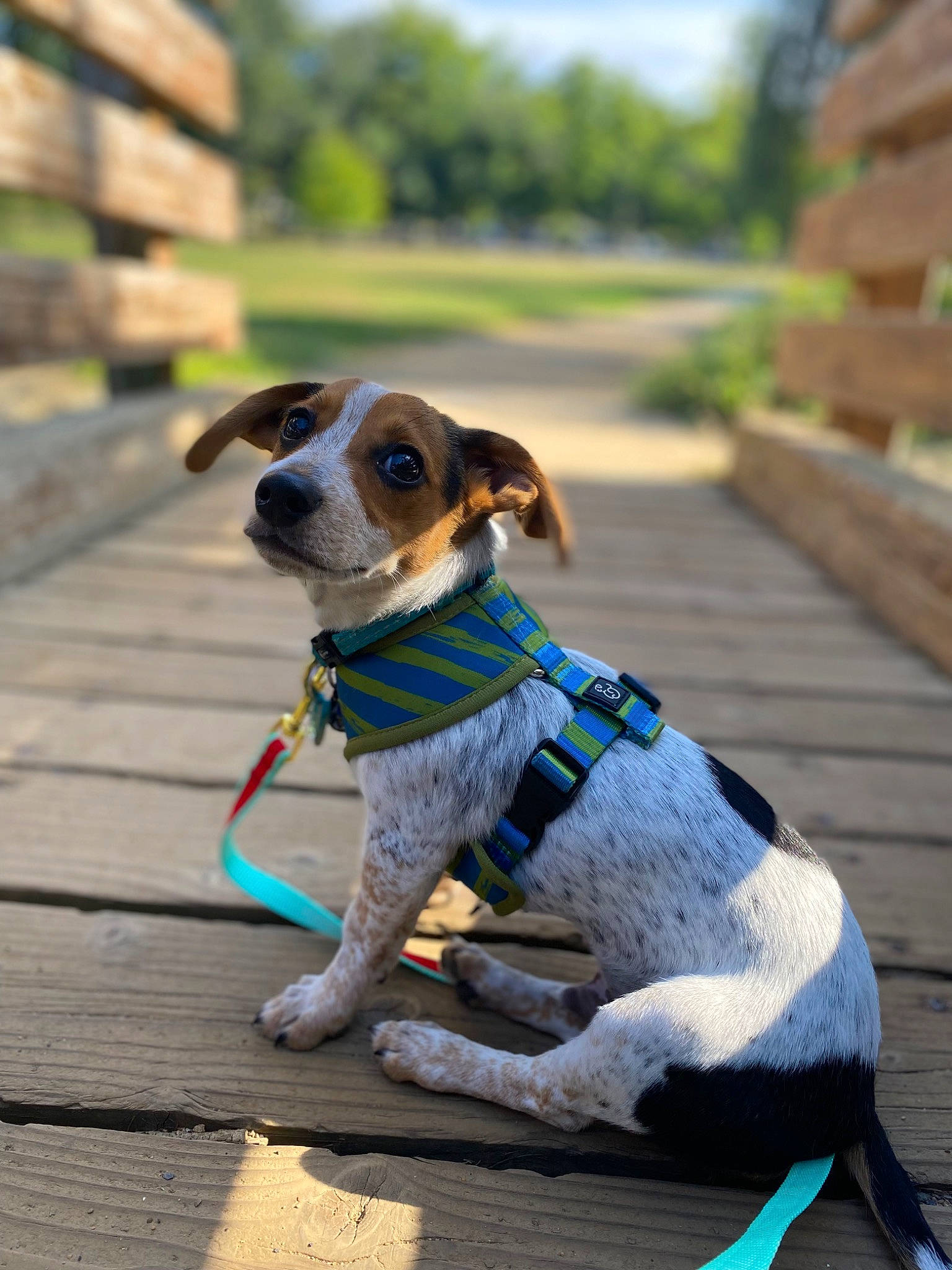 Karl joined the competition — help win amazing prizes! canidae, carnivore, collar, companion_dog, dog, dog_breed, dog_clothes, dog_collar, dog_supply, eyewear, fashion_accessory, fawn, leash, pet_supply, sky, snout, sporting_group, toy_dog, wood, working_animal