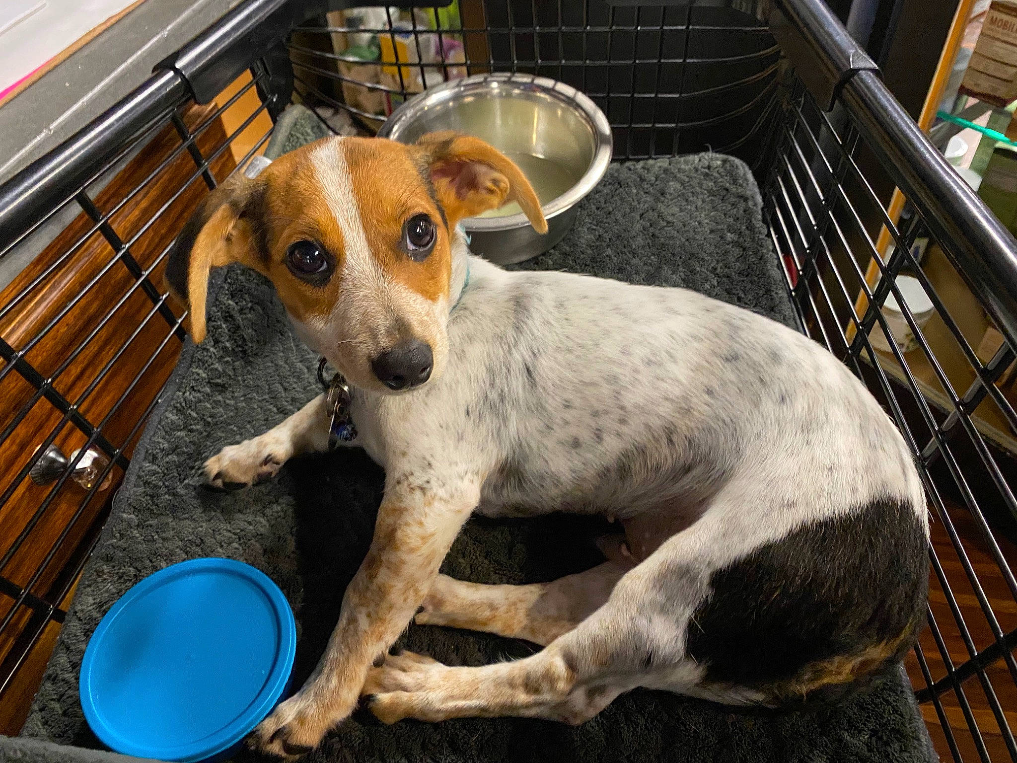 Karl joined the competition — help win amazing prizes! canidae, carnivore, companion_dog, dog, dog_breed, fawn, fur, pet_supply, puppy, snout, sporting_group, street_dog, terrestrial_animal, whiskers, working_animal