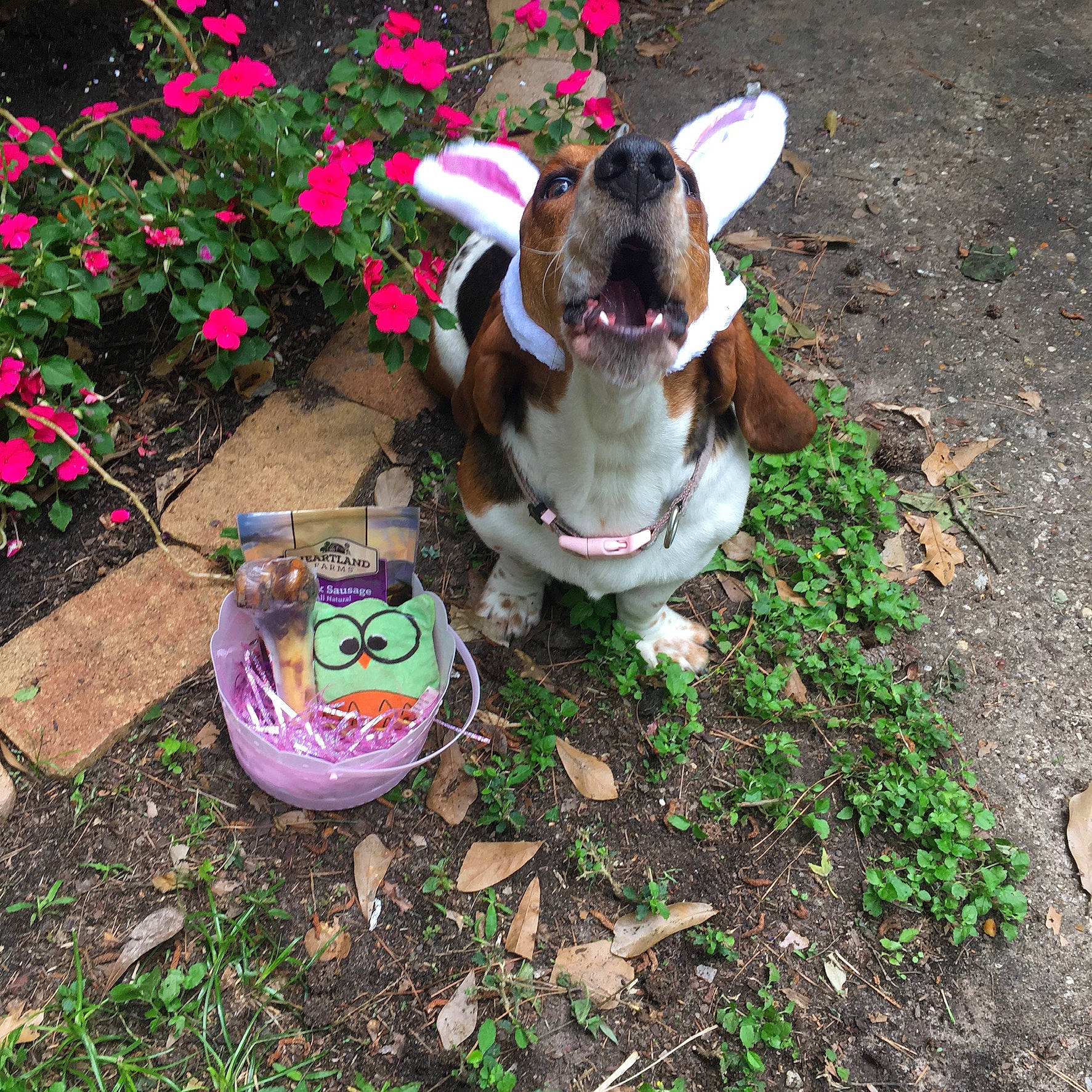 Molly joined the competition — help win amazing prizes! annual_plant, carnivore, companion_dog, dog, dog_breed, fawn, flower, garden, grass, groundcover, lawn, lawn_ornament, petal, pink, plant, shrub, soil, tail, toy, working_animal