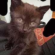Fidji a rejoint le concours — aidez-le/la à gagner de superbes lots ! abyssinian, angora, animal, blackcat, cat, kitten, manx, pet, siamese