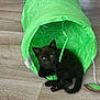 Fidji a rejoint le concours — aidez-le/la à gagner de superbes lots ! animal, architecture, bag, blackcat, blanket, building, canine, cat, dog, hardwood, kitten, manx, outdoors, person, pet, shelter, sleeping, tape, tent, wood