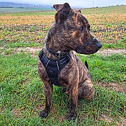 Lucky participe au concours pour gagner de l'argent avec cette photo : dog, brindle, harness, grass, field, outdoor, pet, animal, canine, sitting, nature, greenery, ears, snout, fur, alert, side_view, landscape, overcast, ground