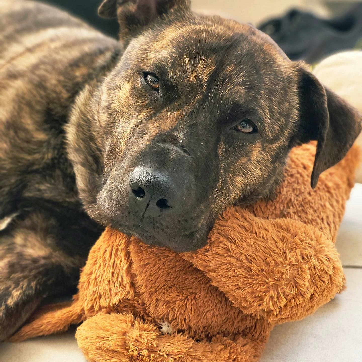 Lucky participe au concours pour gagner de l'argent avec cette photo : dog, brindle, stuffed_animal, plush_toy, resting, close_up, pet, indoor, cozy, cute, animal, relaxed, sleepy, soft_texture, brown, portrait, companion, comfort, home, laying_down