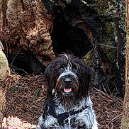 Max joined the competition — help win amazing prizes! dog, forest, tree_trunk, hollow, leash, outdoor, nature, pine_cones, bark, wood, animal, pet, canine, fur, happy, sitting, wilderness, ground, adventure, daylight