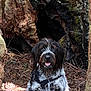 dog, forest, tree_trunk, hollow, leash, outdoor, nature, pine_cones, bark, wood, animal, pet, canine, fur, happy, sitting, wilderness, ground, adventure, daylight