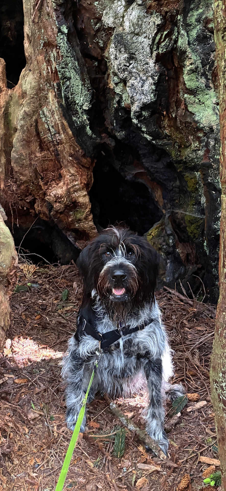 Max joined the competition — help win amazing prizes! dog, forest, tree_trunk, hollow, leash, outdoor, nature, pine_cones, bark, wood, animal, pet, canine, fur, happy, sitting, wilderness, ground, adventure, daylight
