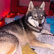 Tao participe au concours pour gagner de l'argent avec cette photo : bed, bedding, blanket, canine, cozy, decor, dog, ears, face, fur, indoor, lighting, lying_down, paw, relaxed, room, shelf, speaker, teddy_bear, television