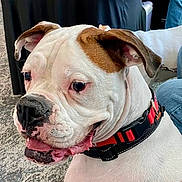 Cooper is registered to the contest to win money with this photo: dog, white_dog, brown_patch, collar, red_collar, pet, animal, close_up, indoor, carpet, canine, ears, snout, tongue, happy, curious, leash, jeans, person, companion