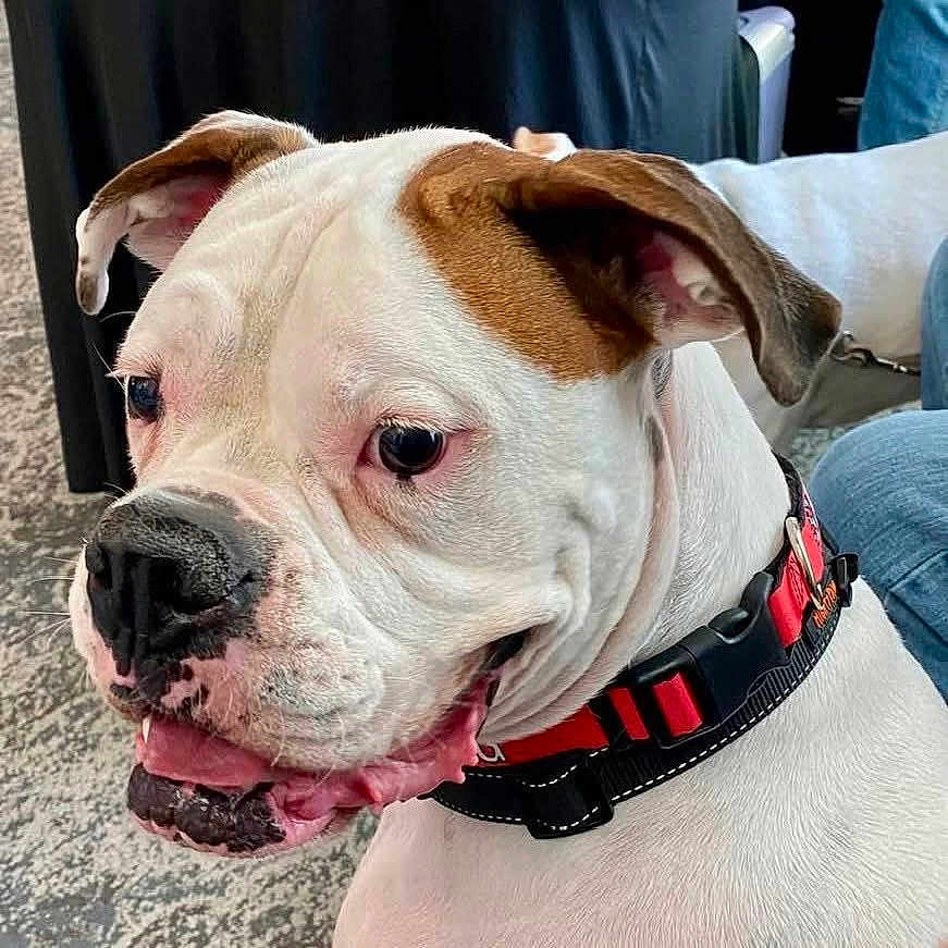 Cooper is registered to the contest to win money with this photo: dog, white_dog, brown_patch, collar, red_collar, pet, animal, close_up, indoor, carpet, canine, ears, snout, tongue, happy, curious, leash, jeans, person, companion