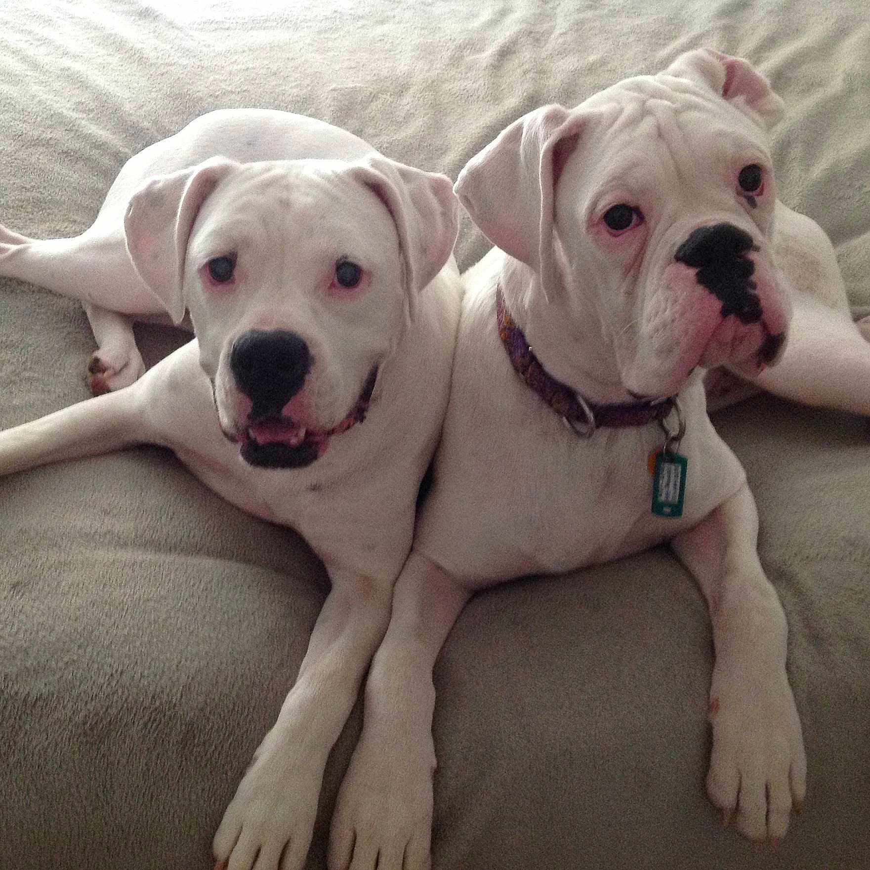 Ivy And Yogi