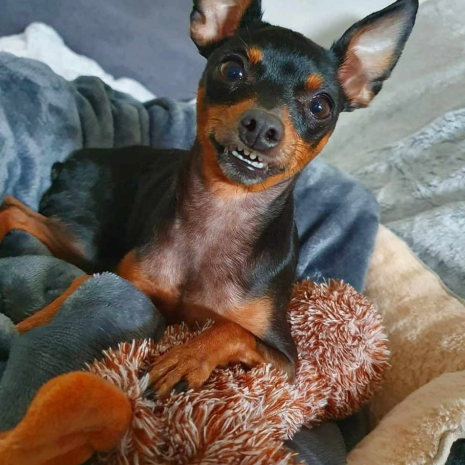 Lady participe au concours pour gagner de l'argent avec cette photo : animal, bostonbull, bulldog, canine, chihuahua, clothing, cushion, dog, face, head, homedecor, hound, indoors, person, pet, photography, portrait, puppy, snout, terrier