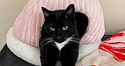 Gatsby is registered to the contest to win money with this photo: cat, black_cat, pet_bed, pink, blanket, red, white, cozy, indoor, feline, stretching, animal, cute, relaxed, fur, whiskers, paws, resting, soft, home