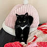 cat, black_cat, pet_bed, pink, blanket, red, white, cozy, indoor, feline, stretching, animal, cute, relaxed, fur, whiskers, paws, resting, soft, home