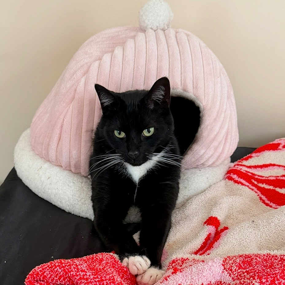 Gatsby is registered to the contest to win money with this photo: cat, black_cat, pet_bed, pink, blanket, red, white, cozy, indoor, feline, stretching, animal, cute, relaxed, fur, whiskers, paws, resting, soft, home