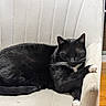 Gatsby joined the competition — help win amazing prizes! cat, black_cat, white_paws, sleeping, resting, chair, armrest, indoor, pet, feline, whiskers, cozy, comfortable, fur, animal, domestic, paw, relaxed, cushion, wood_floor