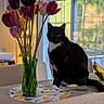 Gatsby is registered to the contest to win money with this photo: cat, black_and_white_cat, tulips, green_vase, flowers, kitchen_counter, bananas, indoor, window, daylight, plant, table_mat, home_interior, domestic_cat, pet, still_life, natural_light, decor, animal, sitting