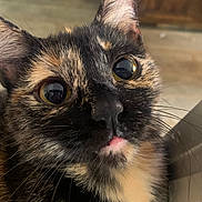 Momo joined the competition — help win amazing prizes! animal, attention, cat, close_up, closeup, curious, cute, domestic_cat, ears, eyes, face, feline, fur, indoor, muzzle, pet, portrait, tongue, tortoiseshell, whiskers