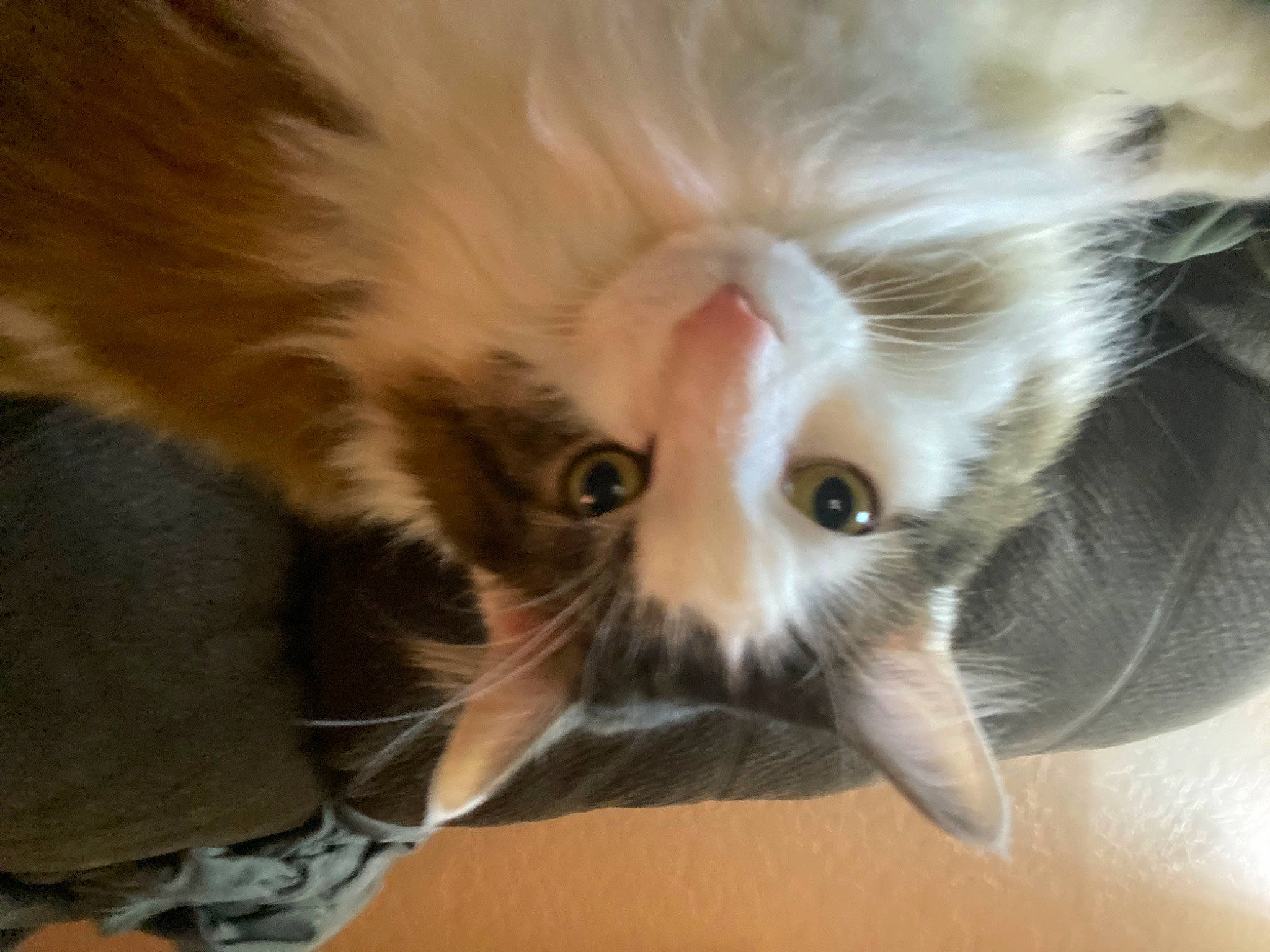 Stewie is registered to the contest to win money with this photo: carnivore, cat, claw, close_up, comfort, domestic_short_haired_cat, ear, eye, fawn, felidae, flooring, fur, paw, small_to_medium_sized_cats, snout, tail, terrestrial_animal, whiskers