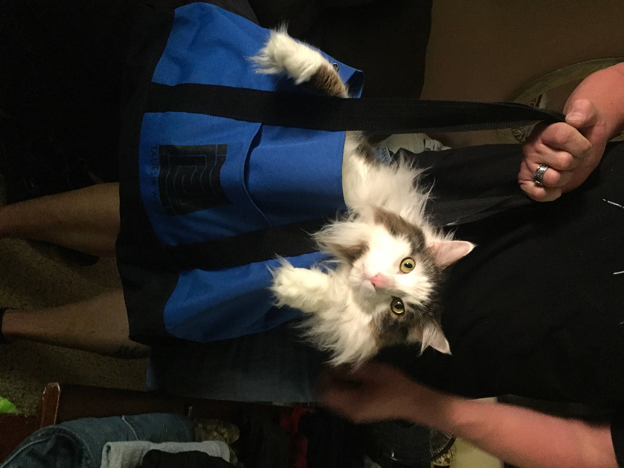 Stewie is registered to the contest to win money with this photo: canidae, carnivore, cat, claw, companion_dog, dog_breed, felidae, foot, fur, gesture, hand, lap, nail, paw, plant, service, small_to_medium_sized_cats, tail, toy_dog, whiskers