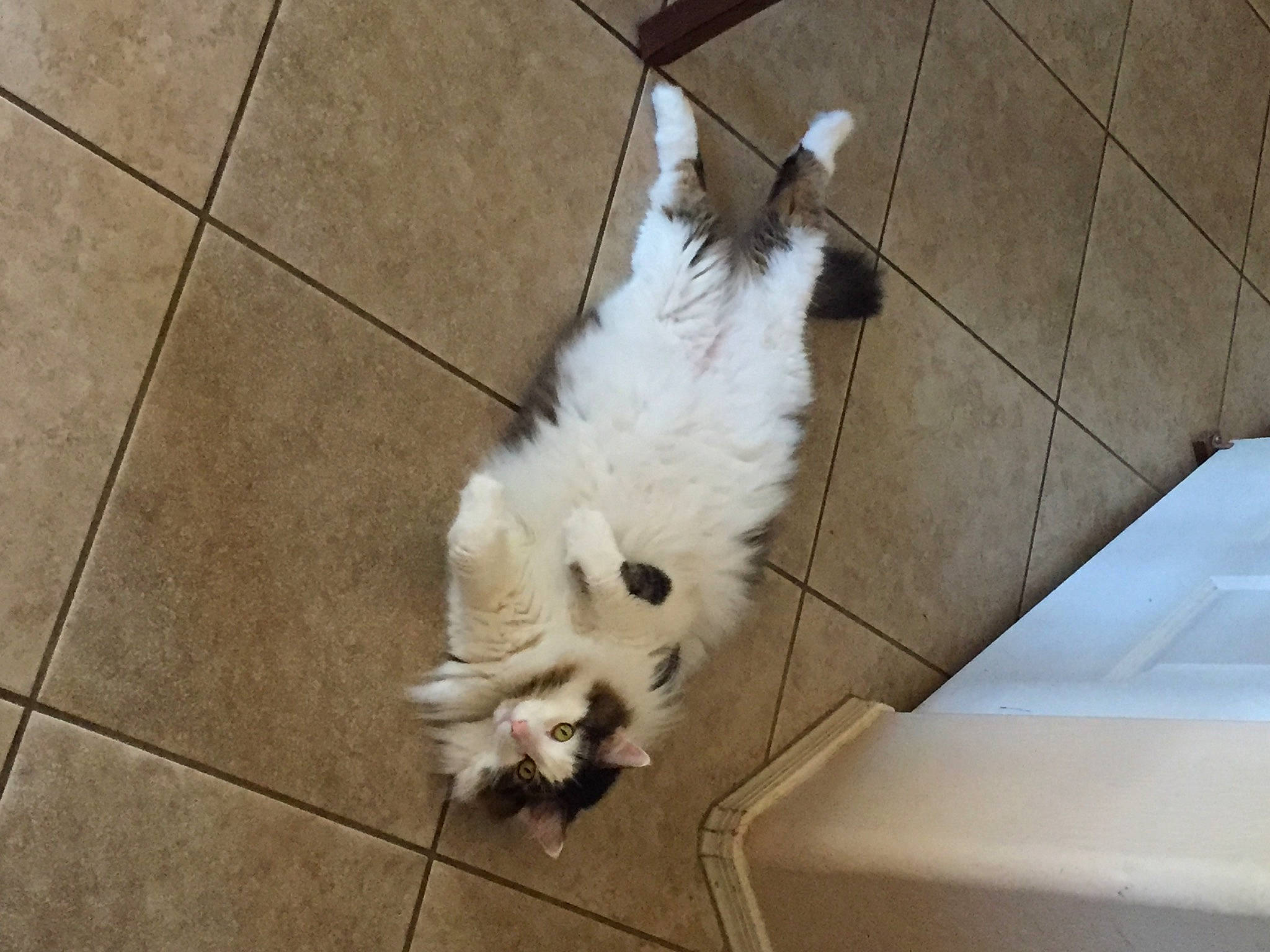 Stewie is registered to the contest to win money with this photo: canidae, carnivore, companion_dog, dog, dog_breed, dog_supply, fawn, felidae, floor, flooring, fur, hardwood, paw, small_to_medium_sized_cats, snout, tail, tile_flooring, toy_dog, whiskers, working_animal