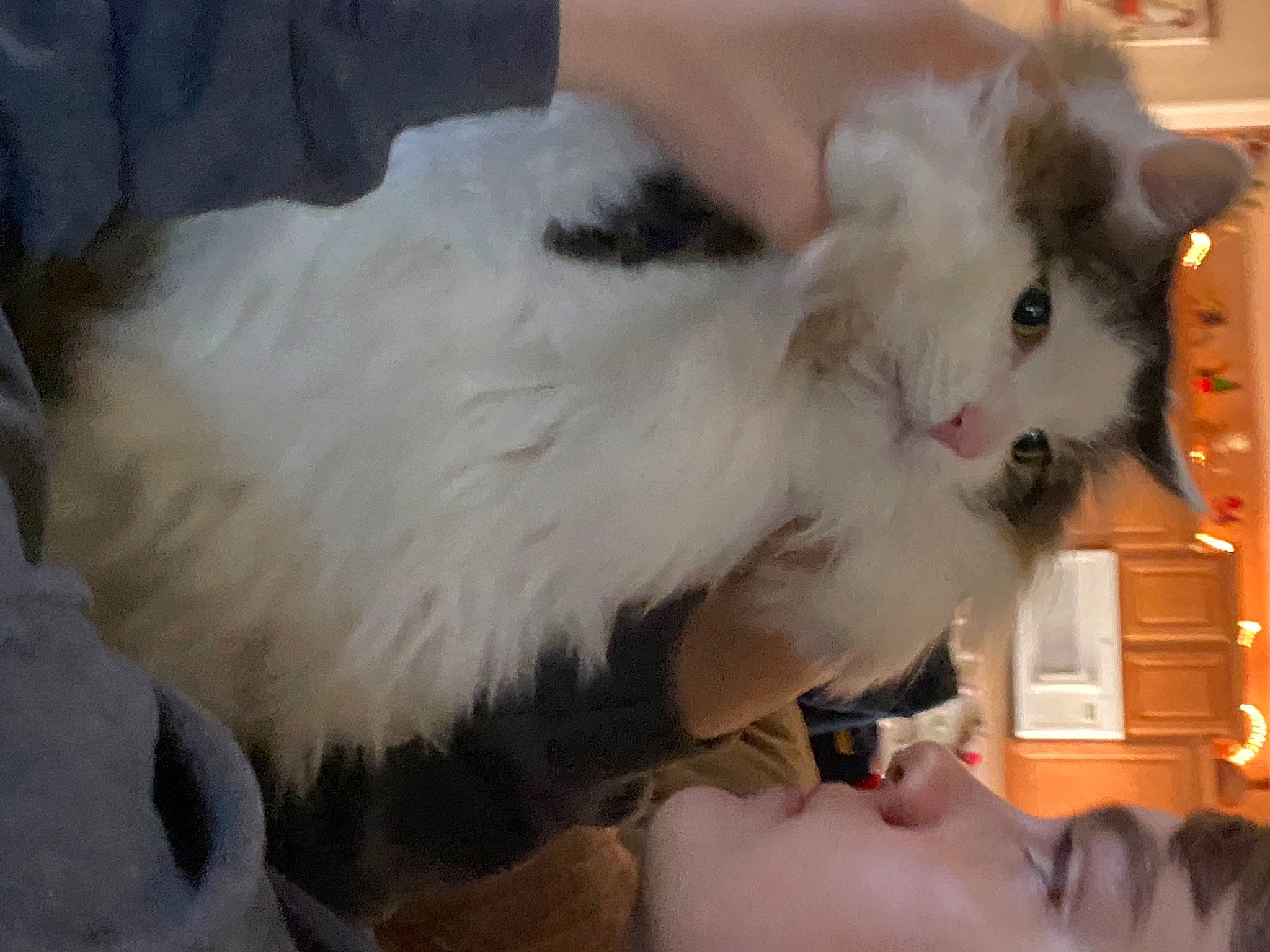 Stewie is registered to the contest to win money with this photo: canidae, carnivore, cat, claw, companion_dog, eyelash, felidae, fur, gesture, head, paw, room, small_to_medium_sized_cats, tail, whiskers