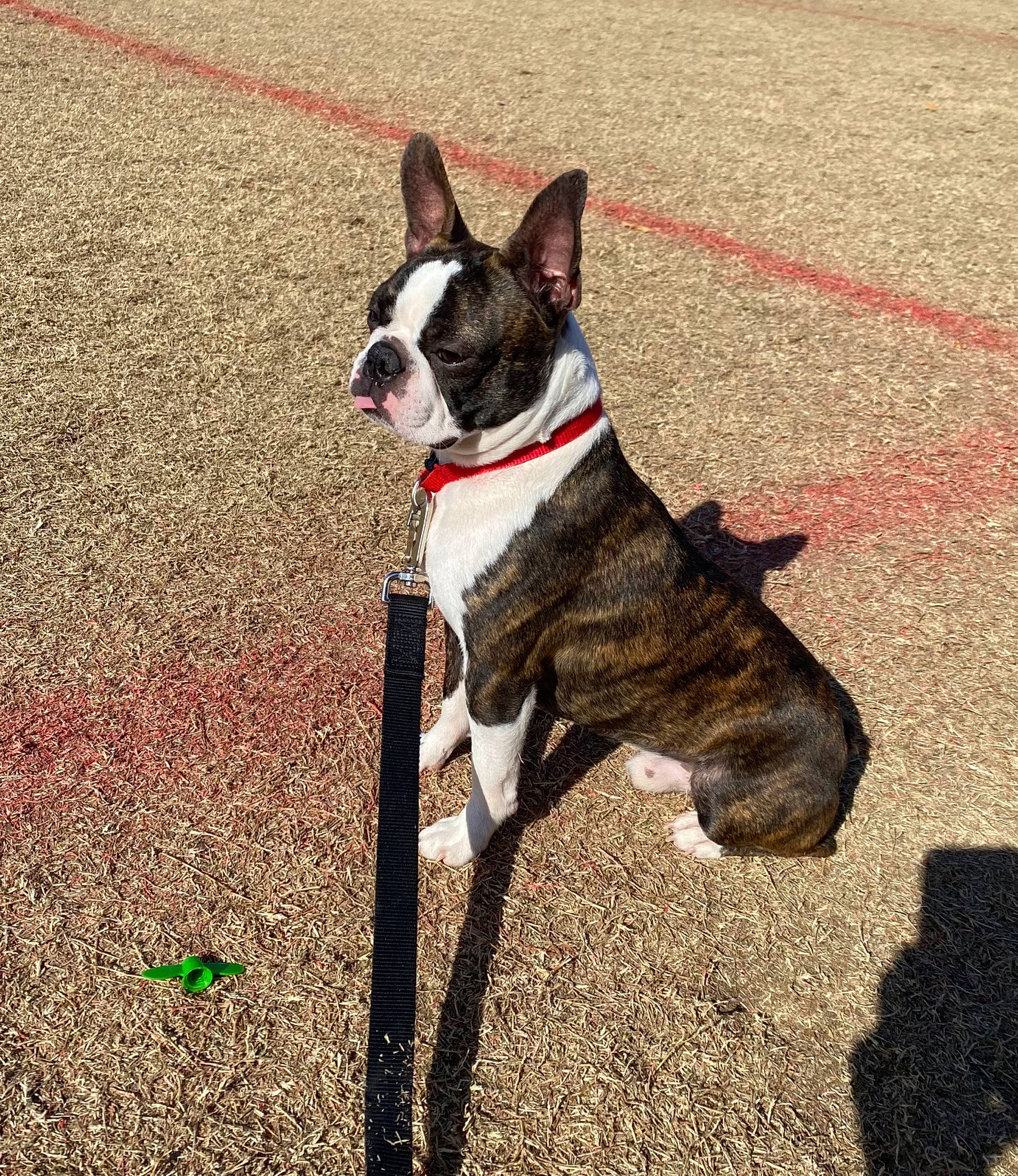 Yoda joined the competition — help win amazing prizes! bulldog, canidae, carnivore, collar, companion_dog, dog, dog_breed, dog_collar, dog_supply, fashion_accessory, fawn, french_bulldog, grass, human_body, leash, line, pet_supply, snout, sporting_group, tail