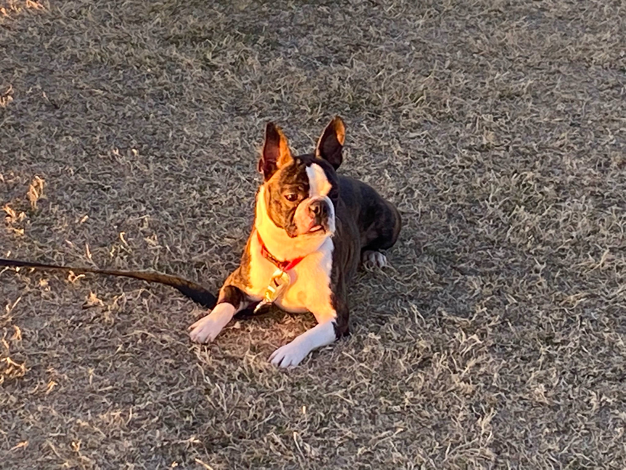 Yoda is registered to the contest to win money with this photo: adventure, asphalt, canidae, carnivore, companion_dog, dog, dog_breed, dog_supply, fawn, grass, non_sporting_group, paw, road_surface, shadow, sitting, snout, soil, sporting_group, tail, working_dog