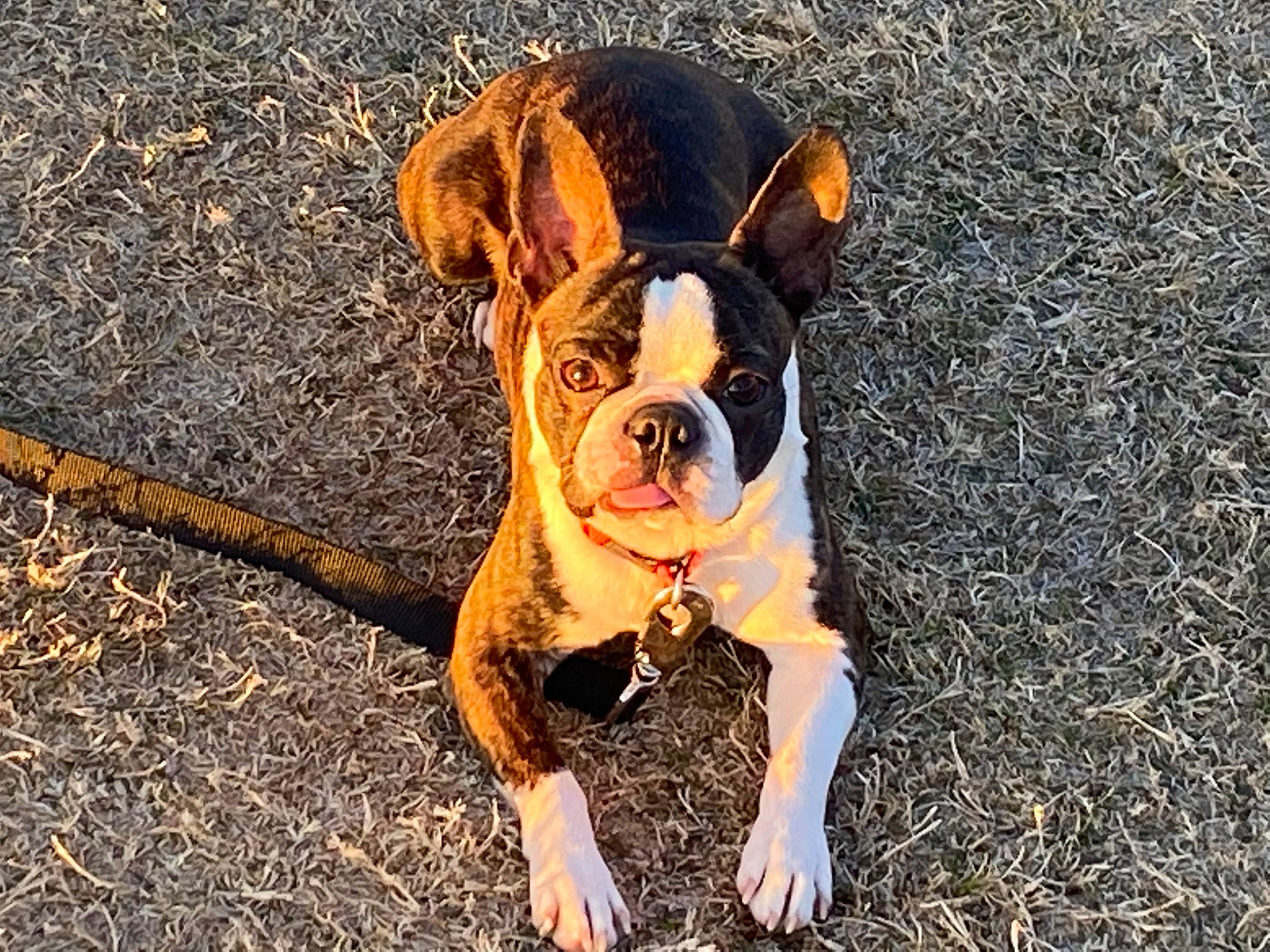 Yoda joined the competition — help win amazing prizes! bulldog, canidae, carnivore, companion_dog, dog, dog_breed, fawn, grass, molosser, non_sporting_group, plant, snout, soil, sporting_group, terrestrial_animal, toy_dog, whiskers, working_animal, working_dog, wrinkle