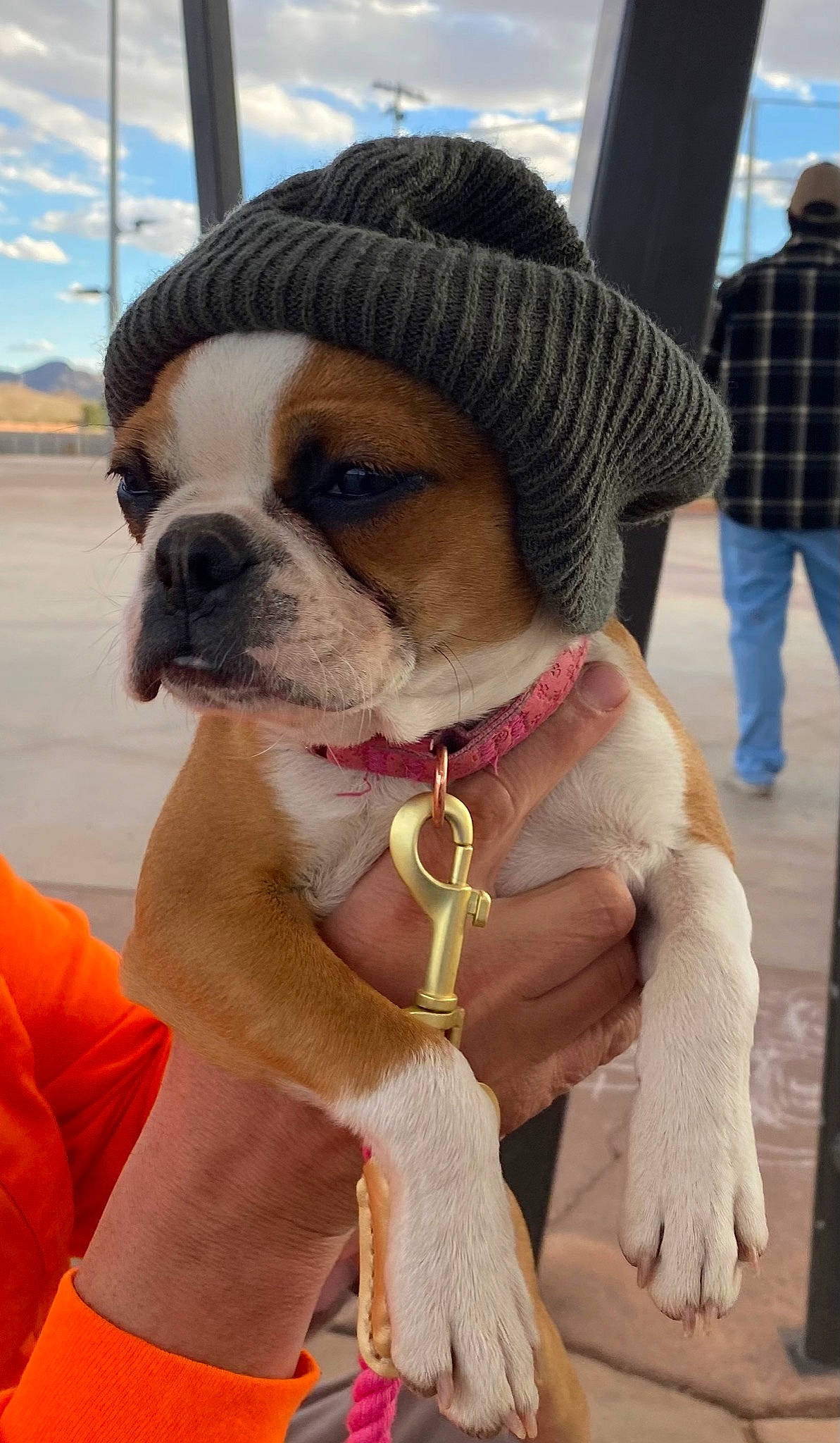 Beatrice is registered to the contest to win money with this photo: bulldog, carnivore, cloud, collar, companion_dog, dog, dog_breed, dog_collar, eyewear, fawn, hat, leash, pet_supply, snout, sporting_group, sunglasses, tartan, whiskers, working_animal, wrinkle