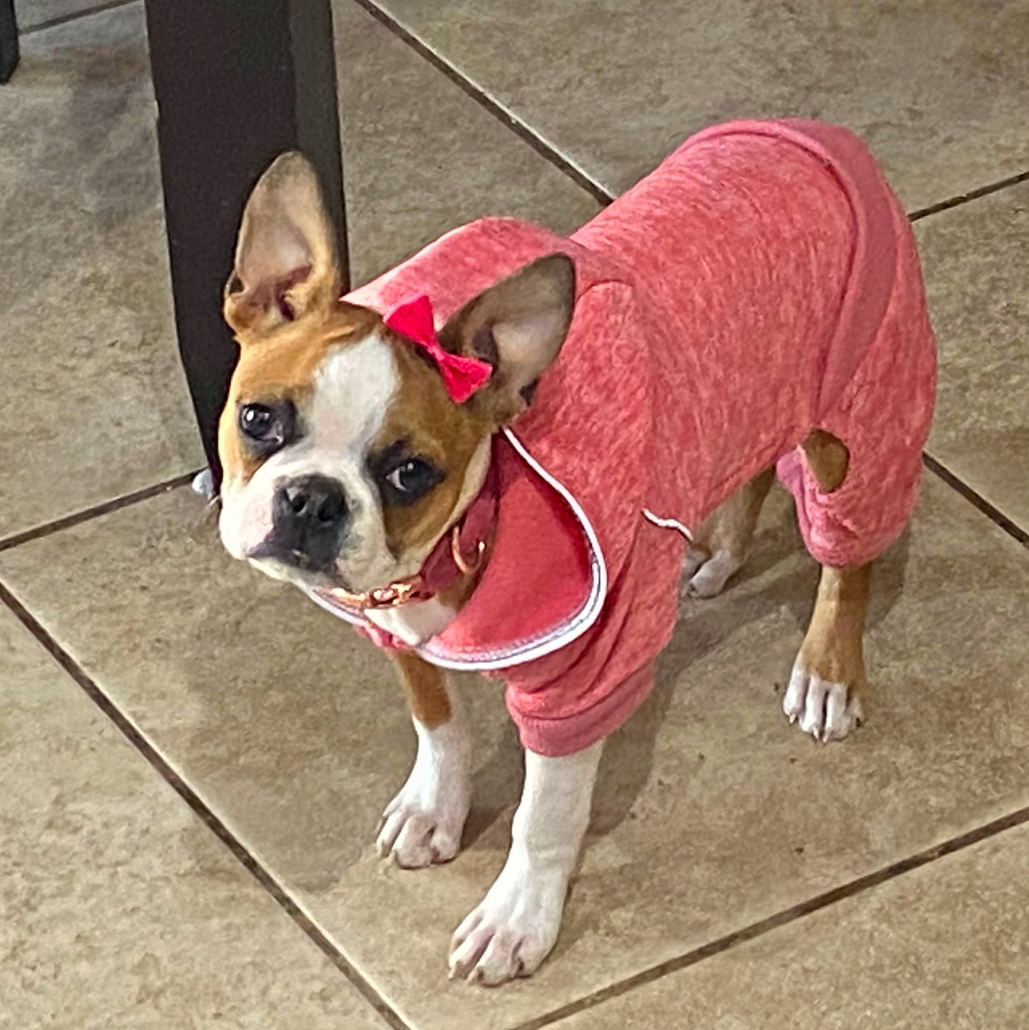 Beatrice is registered to the contest to win money with this photo: canidae, carnivore, collar, companion_dog, dog, dog_breed, dog_clothes, dog_collar, dog_supply, fashion_accessory, fawn, flooring, leash, pet_supply, puppy, snout, sporting_group, tire, toy_dog, working_animal