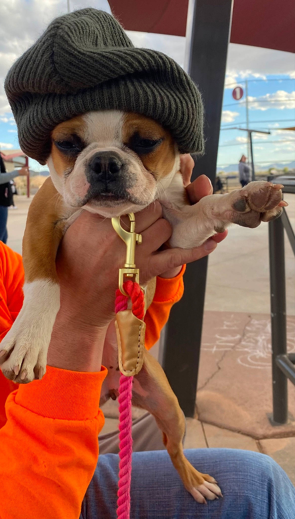 Beatrice is registered to the contest to win money with this photo: bulldog, canidae, carnivore, cloud, collar, companion_dog, dog, dog_breed, dog_collar, event, fawn, leash, rope, sky, snout, sporting_group, thumb, vacation, working_animal, wrinkle