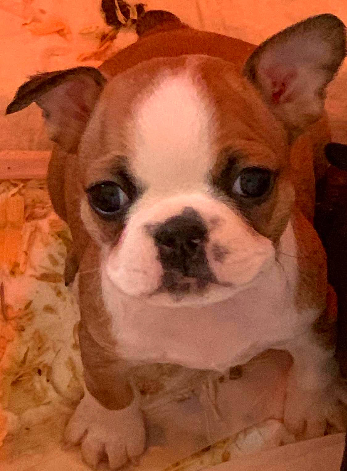 Beatrice joined the competition — help win amazing prizes! art, bulldog, canidae, carnivore, companion_dog, dog, dog_breed, eye, fawn, fur, head, puppy, puppy_love, snout, sporting_group, terrestrial_animal, toy_dog, visual_arts, whiskers, working_animal