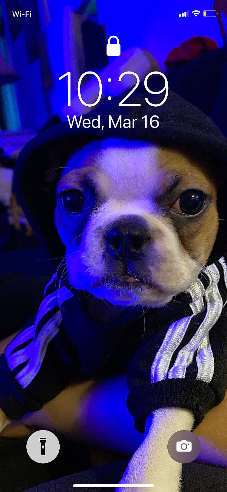 Beatrice is registered to the contest to win money with this photo: blue, canidae, carnivore, collar, companion_dog, dog, dog_breed, dog_collar, dog_supply, electric_blue, event, font, hat, logo, magenta, pet_supply, purple, sporting_group, violet, whiskers