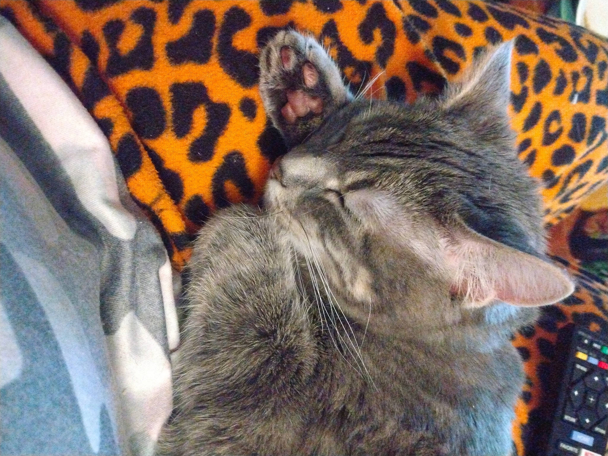 Sugar Plum joined the competition — help win amazing prizes! carnivore, cat, chartreux, claw, close_up, comfort, couch, domestic_short_haired_cat, felidae, fur, grey, linens, nap, pattern, paw, sleep, small_to_medium_sized_cats, tail, whiskers