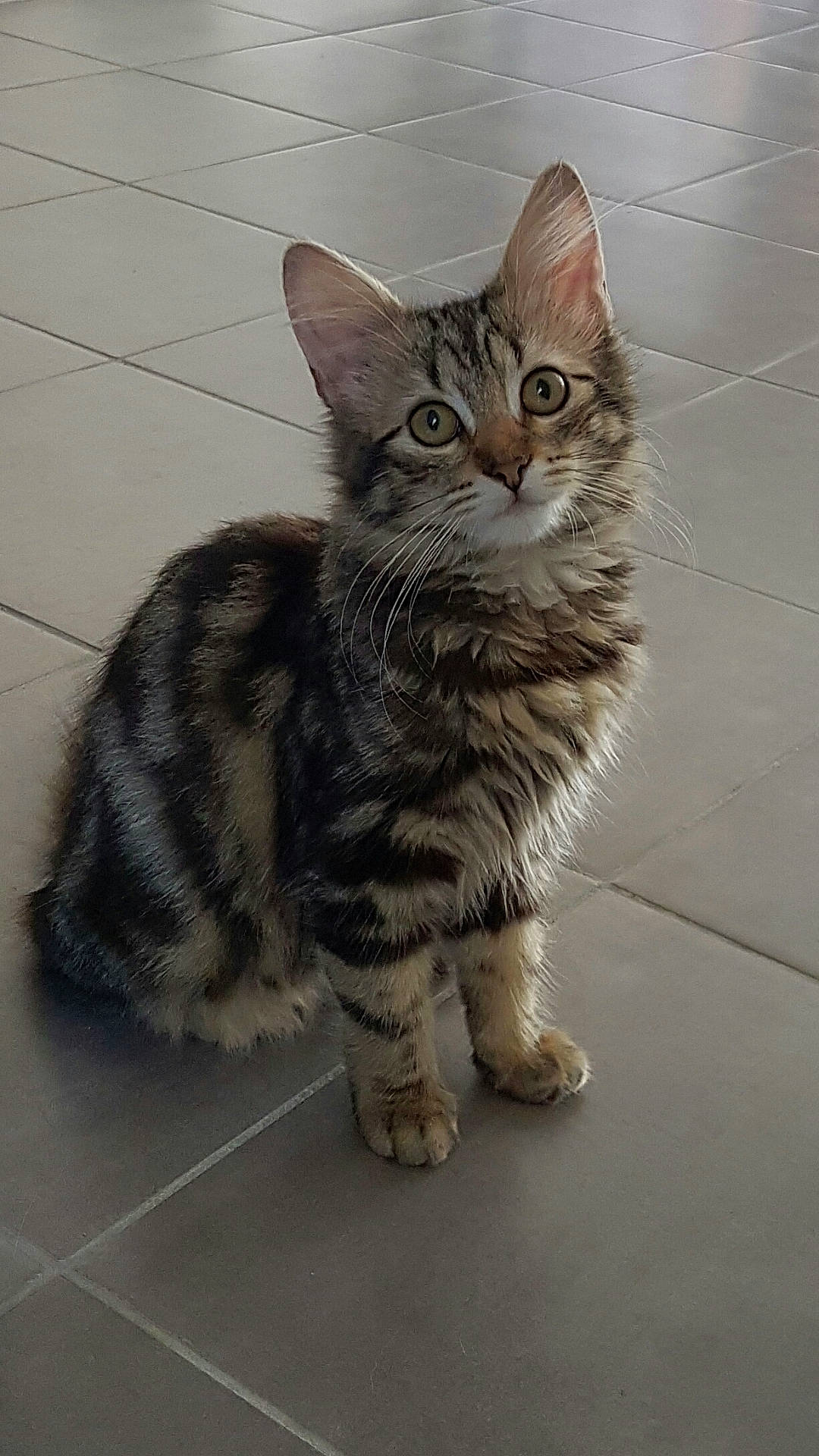 Mia participe au concours pour gagner de l'argent avec cette photo : abyssinian, angora, animal, cat, hardwood, kitten, manx, path, pet, slate, tile, walkway, wood