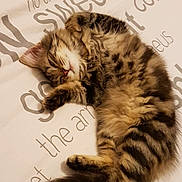 Mia a rejoint le concours — aidez-le/la à gagner de superbes lots ! adorable, animal, bed, cat, cozy, cute, domestic, feline, fluffy, fur, kitten, paw, pet, relaxed, resting, sleeping, soft, tabby, whiskers, young