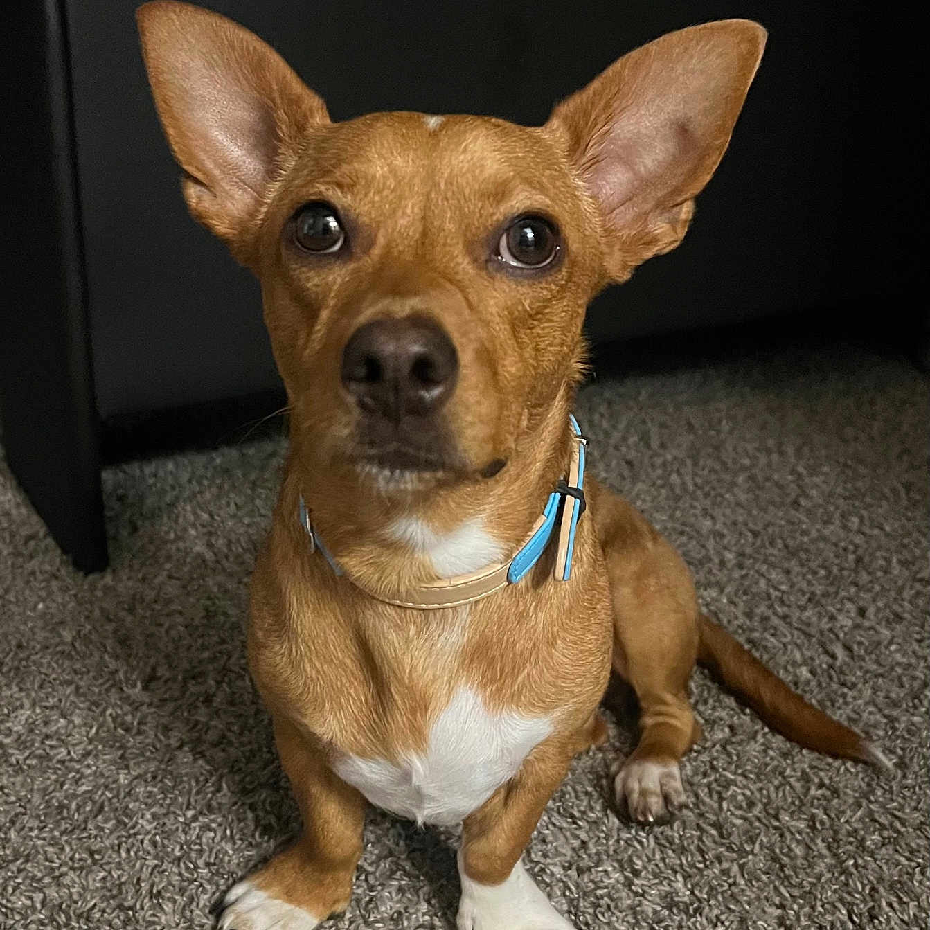 Peanut