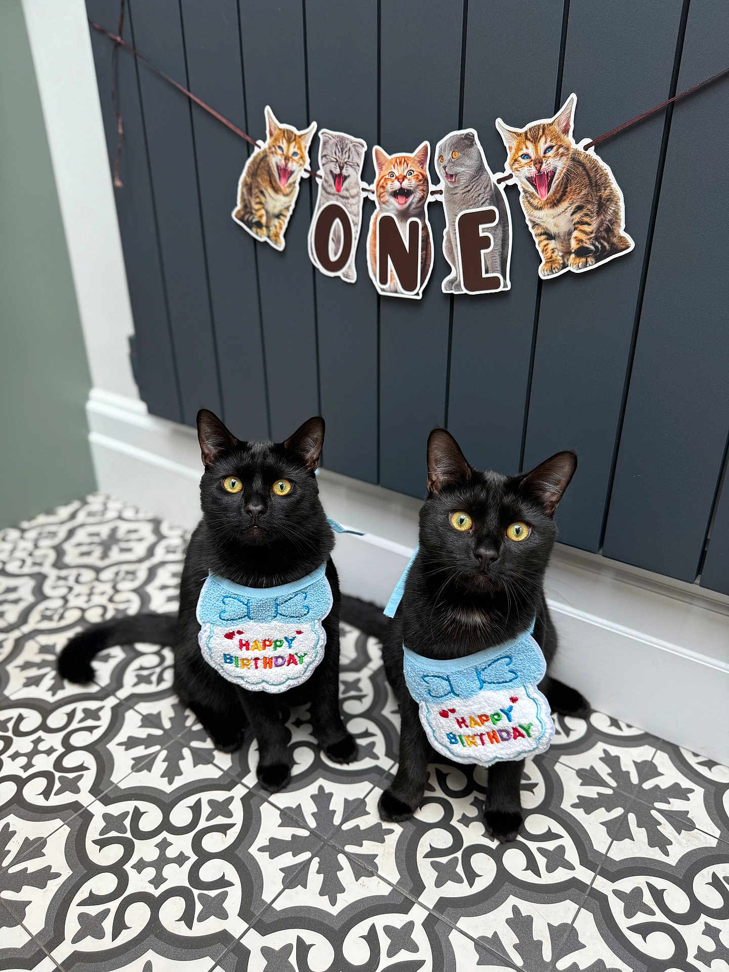 Rain Storm is registered to the contest to win money with this photo: black_cat, cat, birthday, bib, floor, tile_floor, patterned_floor, banner, cartoon_cats, celebration, indoor, pet, animal, two_cats, yellow_eyes, blue_bib, decor, festive, cute, posing