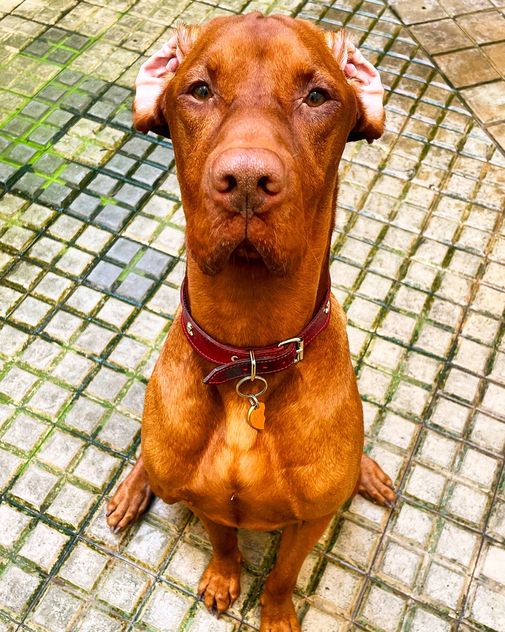 Toby participe au concours pour gagner de l'argent avec cette photo : canidae, carnivore, collar, companion_dog, dog, dog_breed, fawn, fur, hunting_dog, liver, livestock, pet_supply, snout, terrestrial_animal, whiskers, working_animal, wrinkle