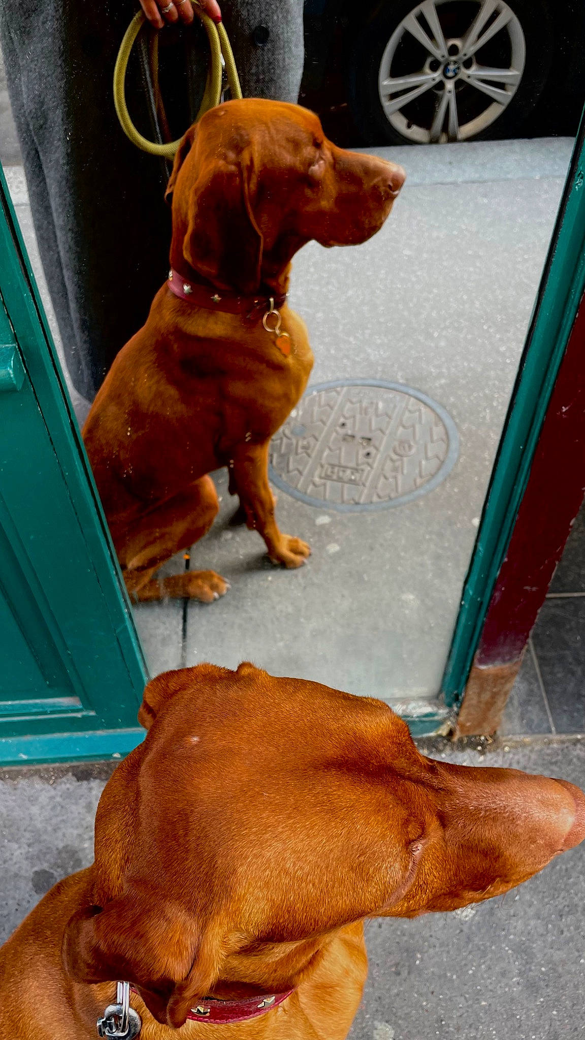 Toby a rejoint le concours — aidez-le/la à gagner de superbes lots ! brown, canidae, carnivore, collar, companion_dog, dog, dog_breed, dog_collar, dog_supply, fawn, liver, mammal, pet_supply, snout, sporting_group, tail, vehicle_door, vertebrate, wheel, working_animal