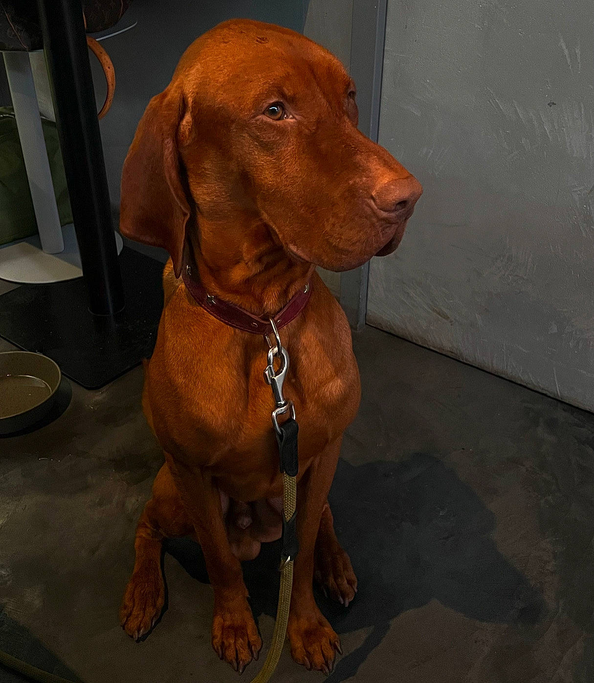 Toby participe au concours pour gagner de l'argent avec cette photo : art, automotive_mirror, canidae, carnivore, collar, companion_dog, dog, dog_breed, dog_collar, door, fawn, fur, gun_dog, liver, metal, pet_supply, snout, sporting_group, whiskers, working_animal