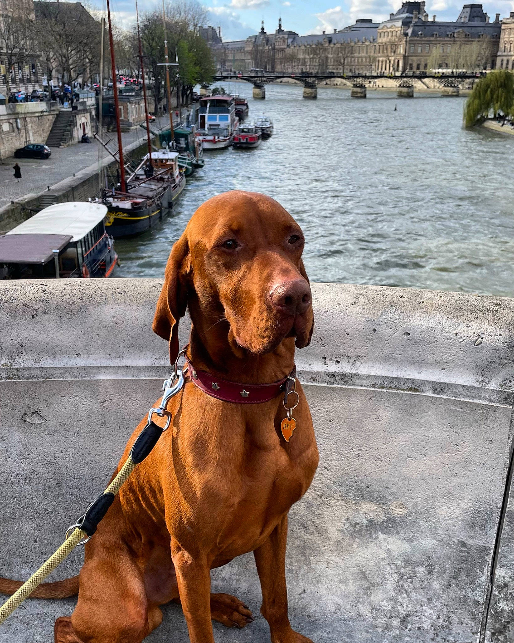 Toby a rejoint le concours — aidez-le/la à gagner de superbes lots ! boat, carnivore, cloud, collar, companion_dog, dog, dog_breed, dog_collar, dog_supply, fashion_accessory, fawn, gun_dog, leash, liver, pet_supply, sky, snout, sporting_group, water, working_animal