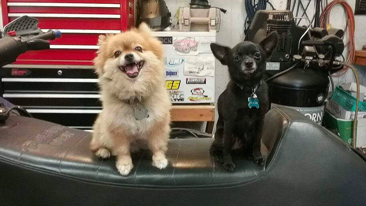 Chip is registered to the contest to win money with this photo: canidae, carnivore, collar, companion_dog, dog, dog_breed, dog_collar, dog_crate, dog_supply, fur, german_spitz, pet_supply, pomeranian, small_terrier, snout, spitz, sporting_group, toy_dog, working_animal, working_dog