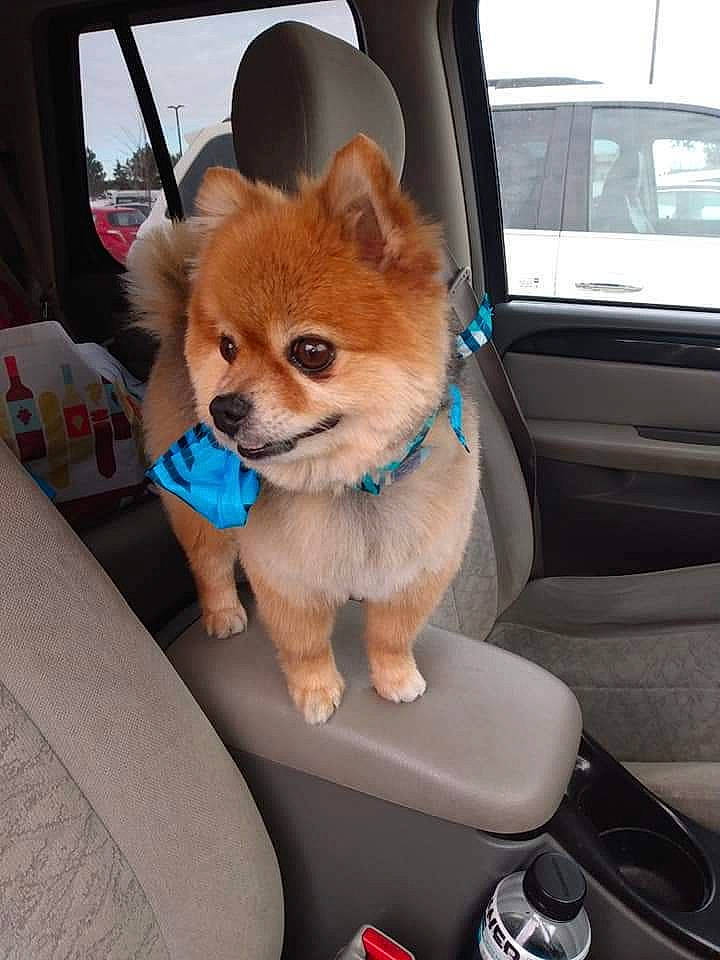 Chip is registered to the contest to win money with this photo: auto_part, automotive_exterior, automotive_mirror, car, car_seat, carnivore, companion_dog, dog, dog_breed, fawn, hood, motor_vehicle, personal_luxury_car, snout, vehicle, vehicle_door, window, windscreen_wiper, windshield, working_animal