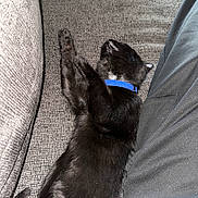 Jinx joined the competition — help win amazing prizes! cat, black_cat, sleeping, collar, blue_collar, couch, gray_couch, furniture, pet, animal, indoor, relaxing, resting, paw, fur, domestic_cat, cozy, side_view, close_up, nap