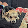 Tubbs is registered to the contest to win money with this photo: dog, small_dog, couch, pillow, blanket, indoor, pet, resting, cute, animal, cozy, furniture, domestic, canine, fur, expression, face, ears, paw, living_room